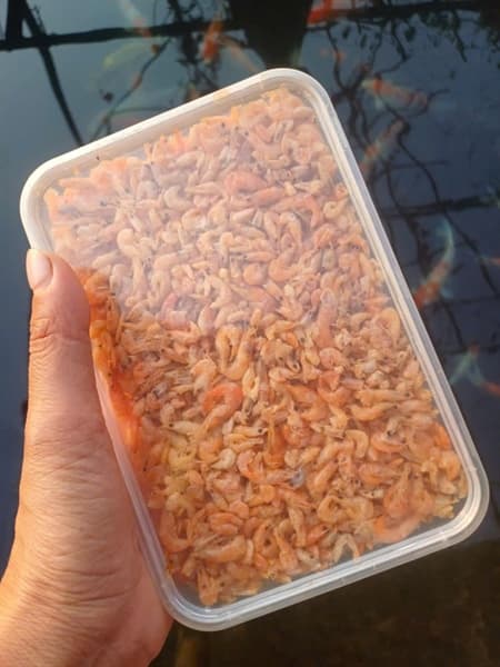 Tép Rang sông Đà