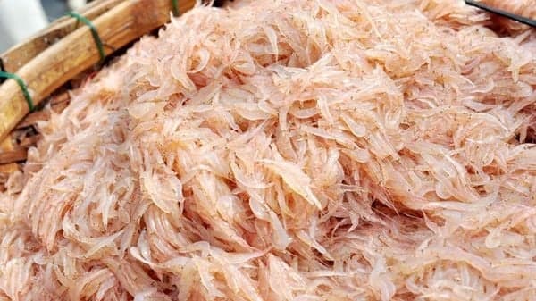 Tép moi Hùng Vương 2