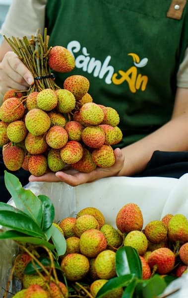 Vải U Hồng Đăk Lăk