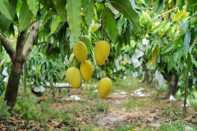 Xoài cát chu Cao Lãnh T&H VIP 2