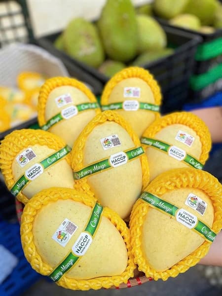 Xoài cát chu Cao Lãnh T&H VIP 3