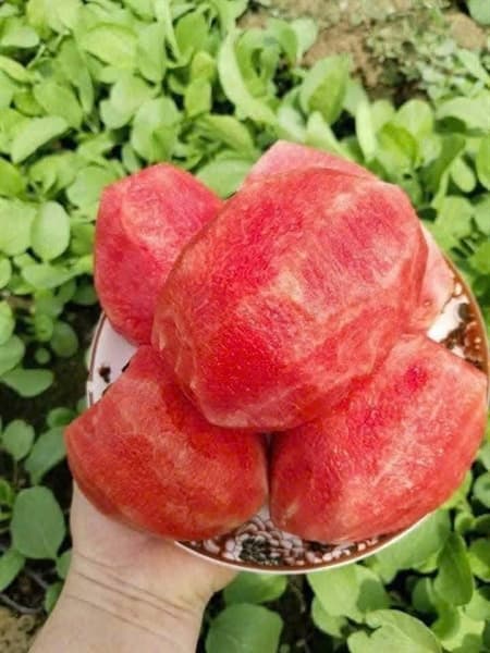 Dưa hấu dé Ninh Thuận 2