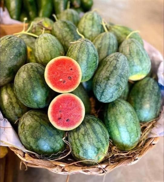 Dưa hấu dé Ninh Thuận 3
