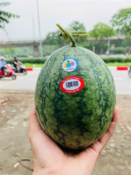 Dưa hấu dé Ninh Thuận