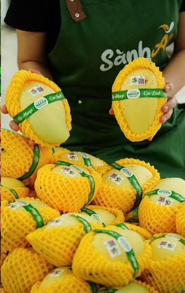 Xoài cát chu Cao Lãnh T&H VIP