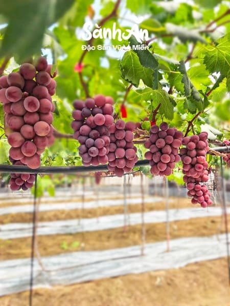 Nho đỏ rượu Ruby Roman