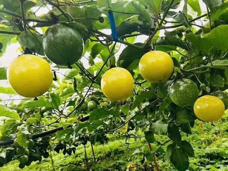 Chanh leo vàng hương ổi 2