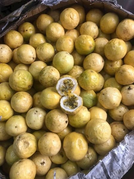 Chanh leo vàng hương ổi 4