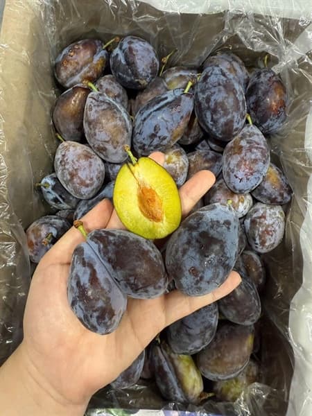 Mận đường Úc 3