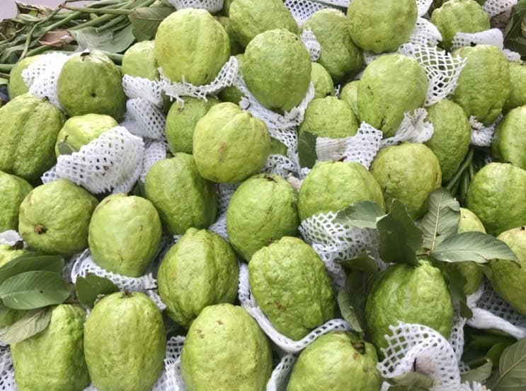 Ổi lê Hải Dương