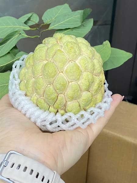 Thùng 5kg Na Chi Lăng Vip size 3-4 quả 2