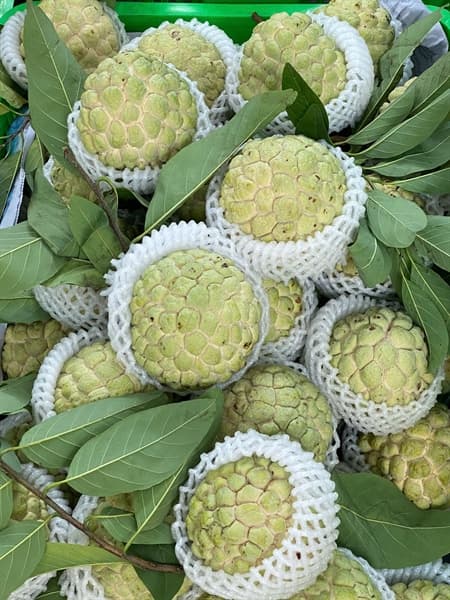 Thùng 5kg Na Chi Lăng Vip size 3-4 quả 3