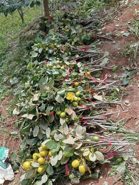 Cành hồng rừng Sơn La 4