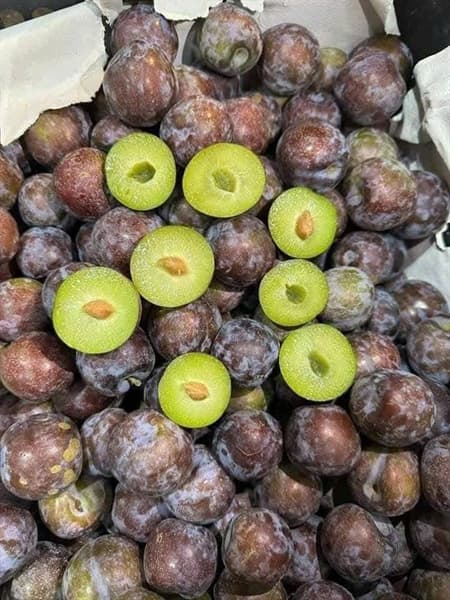Mận róc hạt tím