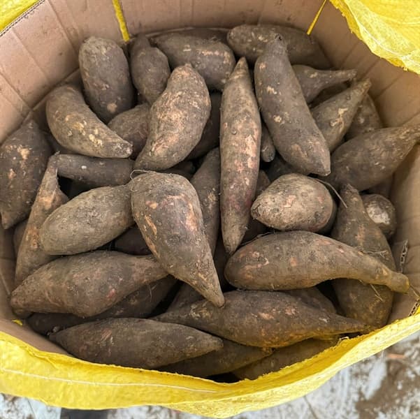 Sâm đất Y Tý Lào Cai 4