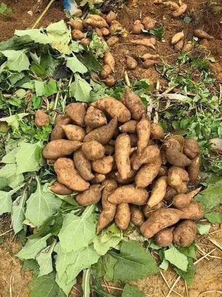 Sâm đất Y Tý Lào Cai 3