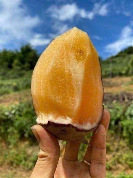 Sâm đất Y Tý Lào Cai