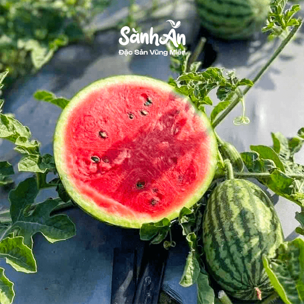 Dưa hấu hắc mỹ nhân