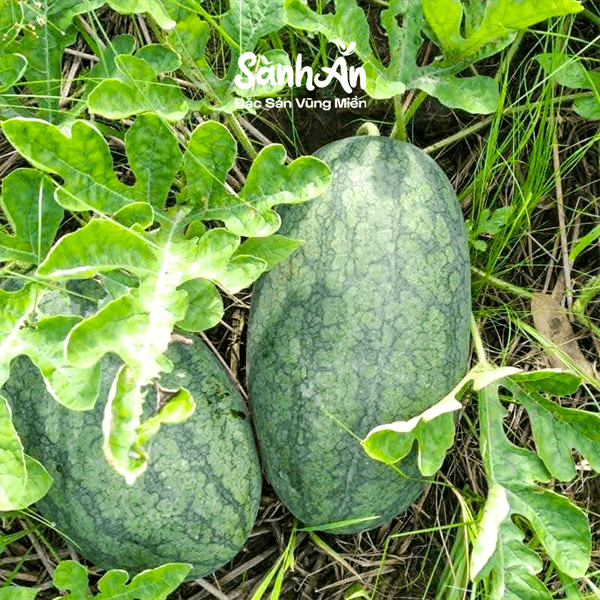 Dưa hấu hắc mỹ nhân 2