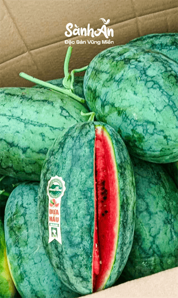 Dưa hấu hắc mỹ nhân 4