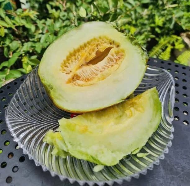 Dưa bở Đầm Tôm