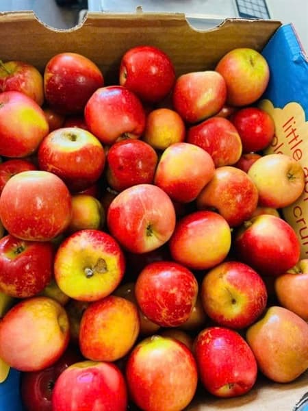 Táo Hồng Lộ Rockit 2