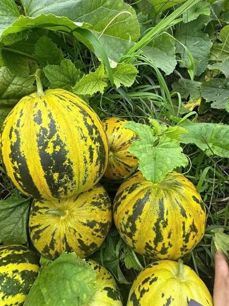 Dưa bở Đầm Tôm 3