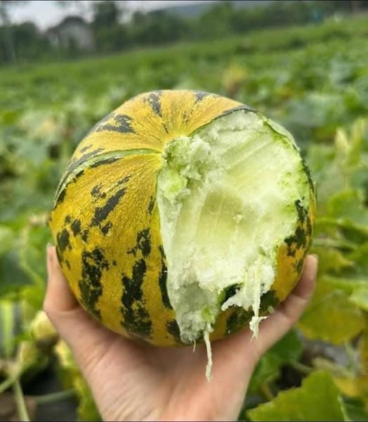 Dưa bở Đầm Tôm 5