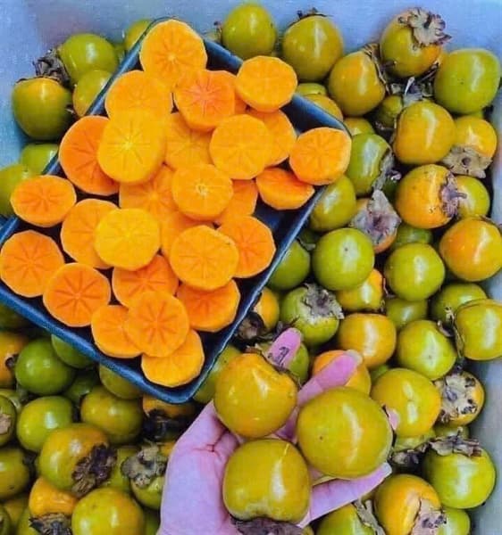 Hồng Vành Khuyên