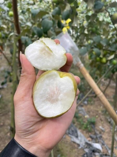 Táo Lê Điện Biên