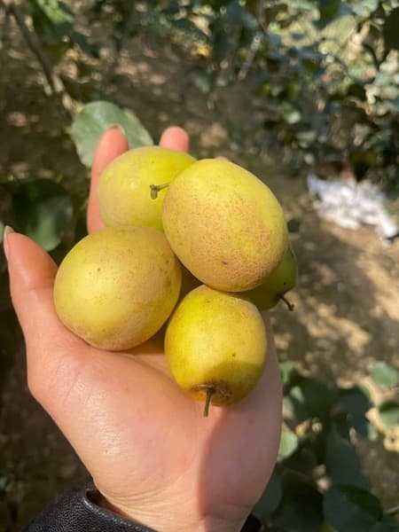 Táo Đào Vàng Điện Biên