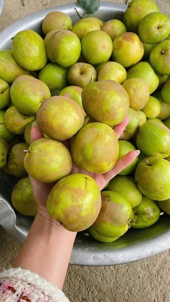 Táo Lê Điện Biên 3