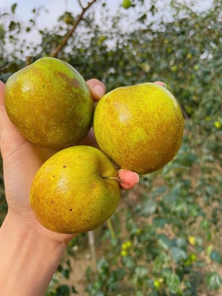 Táo Lê Điện Biên 2