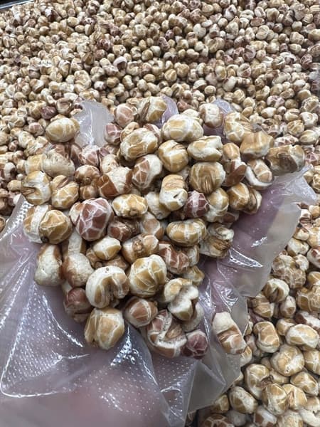 Ngô Nếp Nổ Vị Nhạt Tây Bắc 500g