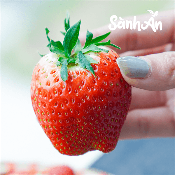 Dâu tây Mộc Châu size nhỡ