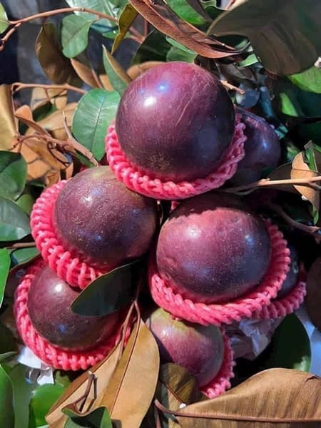 Vú sữa tím Lò rèn 2