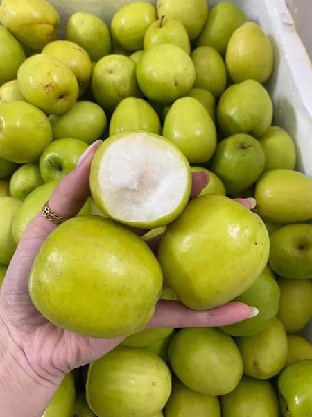 Táo xanh Phì Điền