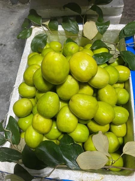 Táo xanh Phì Điền 2