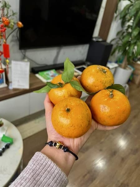 Quýt Sim Mường Khương loại Vip 3