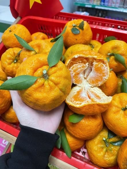 Quýt Sen Mường Khương loại Vip 3