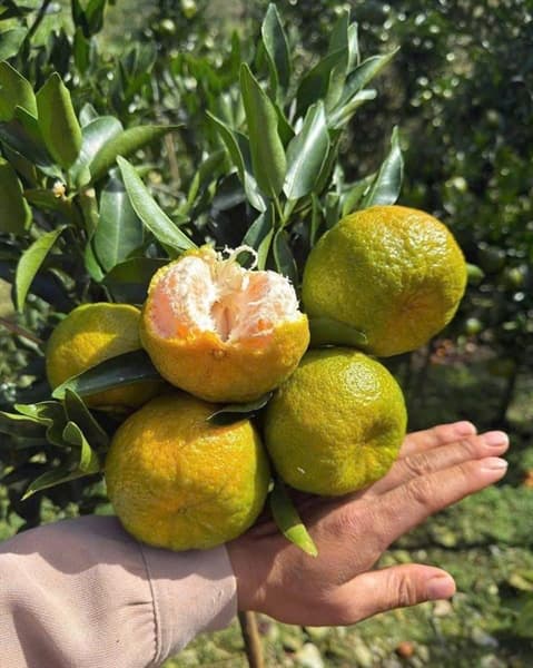 Quýt Sen Mường Khương loại Vip 2