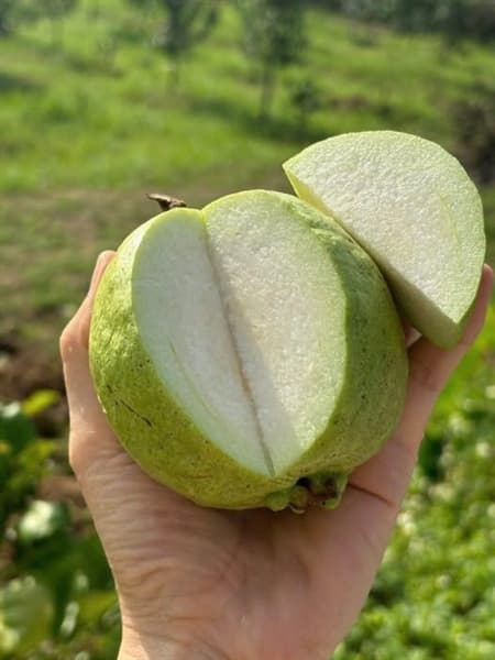 Ổi Thái sần Bắc Giang 2