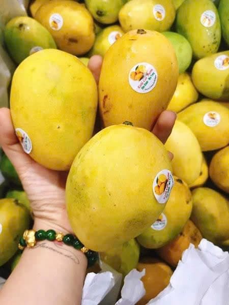 Xoài Cát Thơm Nha Trang VIP