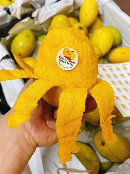 Xoài Cát Thơm Nha Trang VIP 3