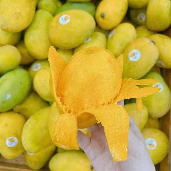 Xoài Cát Thơm Nha Trang VIP 2