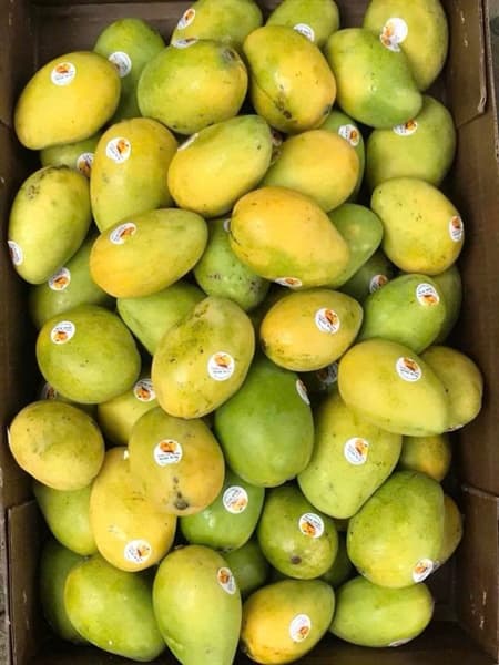 Xoài Cát Thơm Nha Trang VIP 4