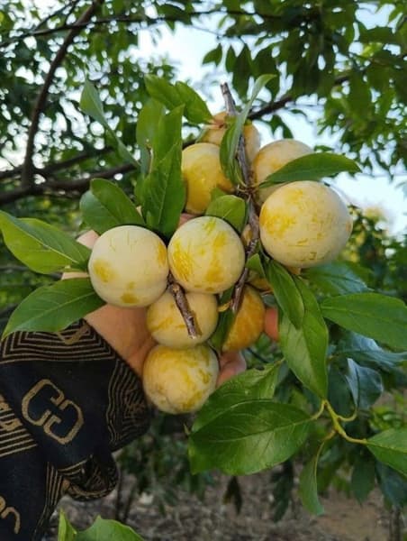 Mận róc hạt Sơn La 3