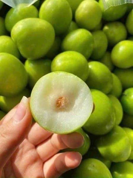 Táo gió Ninh Thuận 2