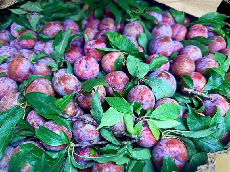 Mận Mèo Sơn La 4