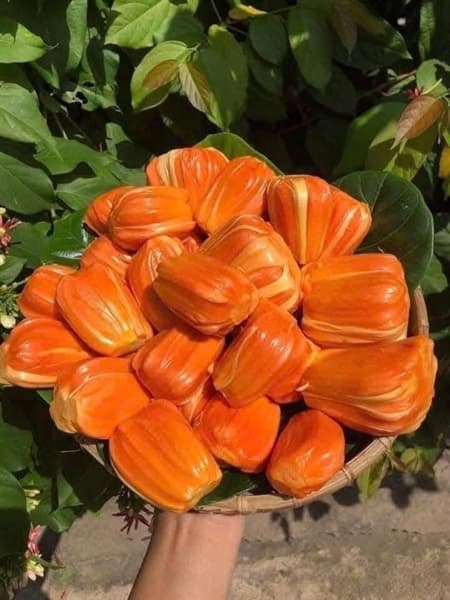 Mít đỏ indo bổ miếng 2